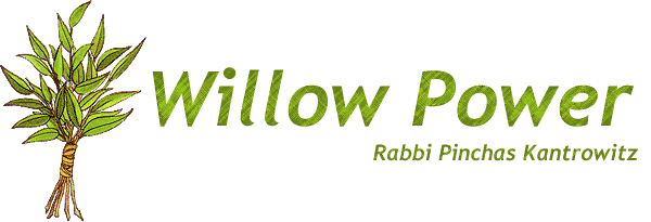 Willow Power - Rabbi Pinchas Kantrowitz